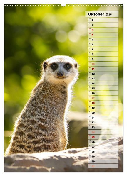 Produktbild: Erdm&auml;nnchen, putzige Kerlchen mit gro&szlig;en Knopfaugen (Wandkalender 2026 DIN A2 hoch), CALVENDO Monatskalender