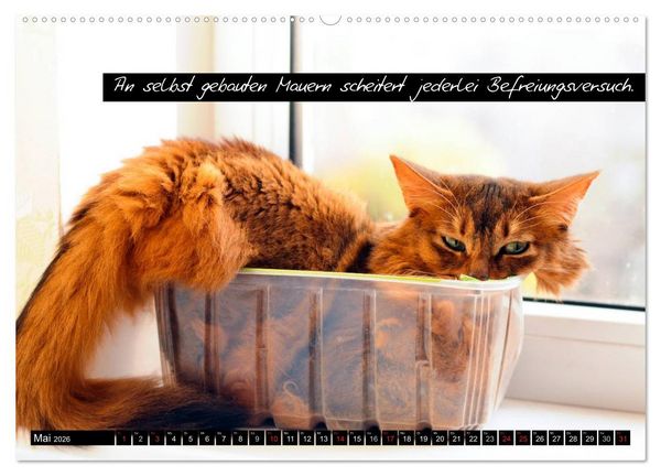 Produktbild: Der "philosophische" Katzenkalender 2026 (hochwertiger Premium Wandkalender 2026 DIN A2 quer), Kunstdruck in Hochglanz