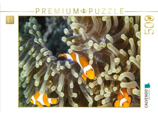 CALVENDO Puzzle Falscher Clown - Anemonenfisch | 500 Teile Lege-Größe 48 × 36 cm Foto-Puzzle für Erwachsene