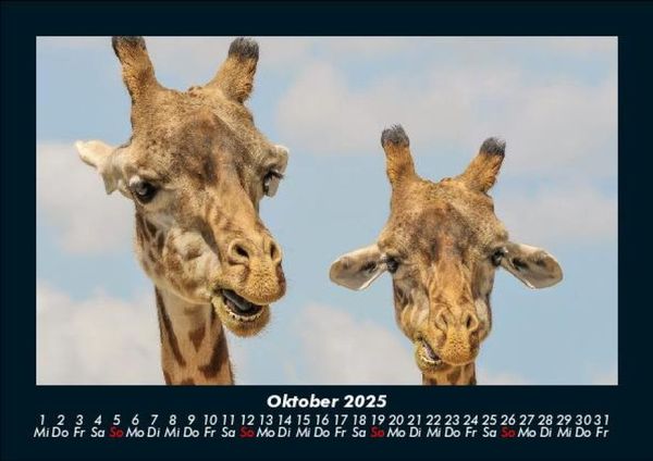 Produktbild: Der Tierkalender 2025 Fotokalender DIN A5