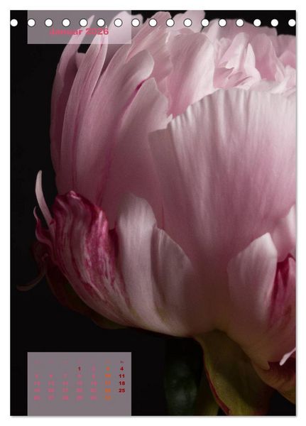 Produktbild: Die K&ouml;nigin der Rosen (Tischkalender 2026 DIN A5 hoch), CALVENDO Monatskalender