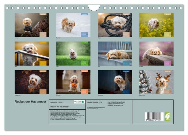 Produktbild: Rocket der Havaneser (Wandkalender 2027 DIN A4 quer), CALVENDO Monatskalender