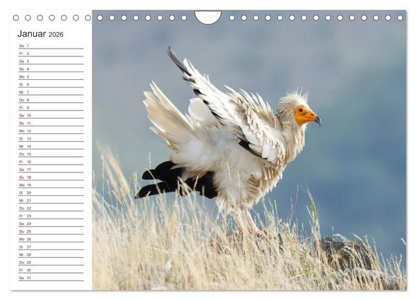 Produktbild: Faszinierendes Bulgarien (Wandkalender 2026 DIN A4 quer), CALVENDO Monatskalender