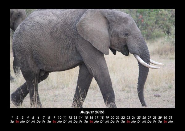 Produktbild: Der Elefantenkalender 2026 Fotokalender DIN A3