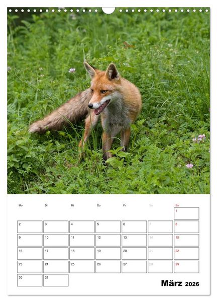 Produktbild: Rotfuchs - Impressionen (Wandkalender 2026 DIN A3 hoch), CALVENDO Monatskalender