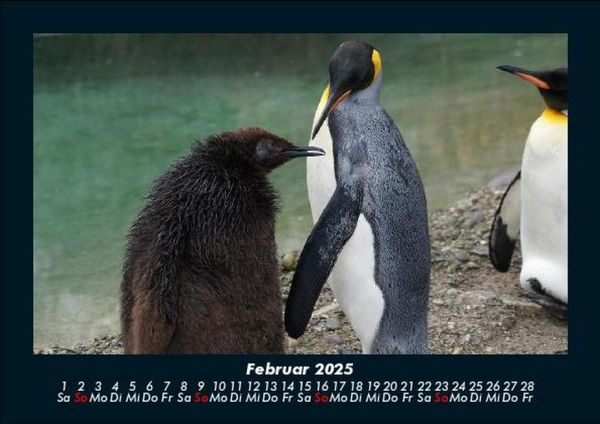 Produktbild: Welt der Tiere 2025 Fotokalender DIN A5