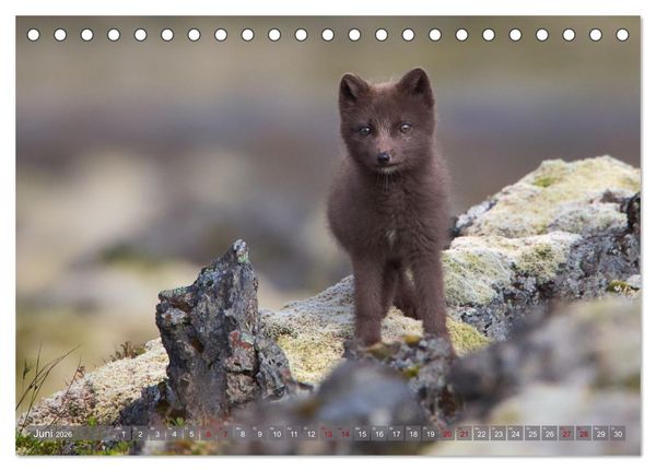 Produktbild: Polarfuchs-Welpen (Tischkalender 2026 DIN A5 quer), CALVENDO Monatskalender