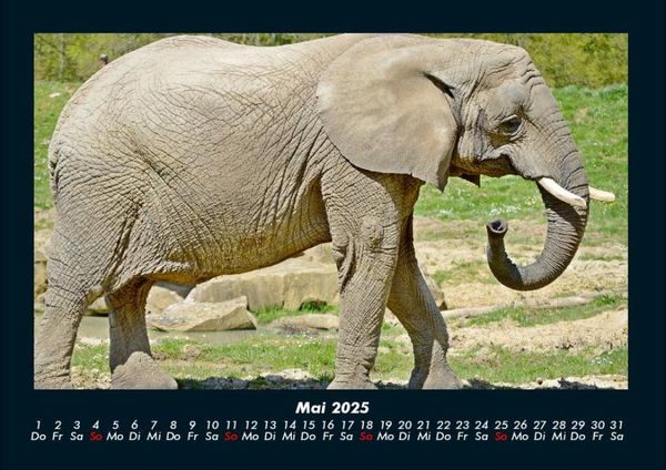 Produktbild: Der Elefantenkalender 2025 Fotokalender DIN A4