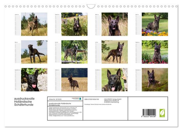 Produktbild: ausdrucksvolle Holl&auml;ndische Sch&auml;ferhunde (Wandkalender 2026 DIN A3 quer), CALVENDO Monatskalender