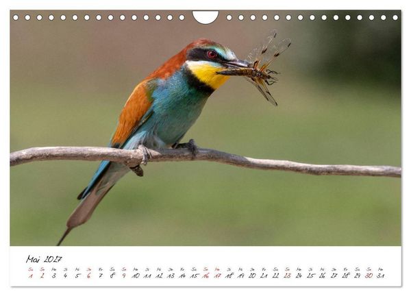 Produktbild: Heimische Vogelwelt (Wandkalender 2027 DIN A4 quer), CALVENDO Monatskalender
