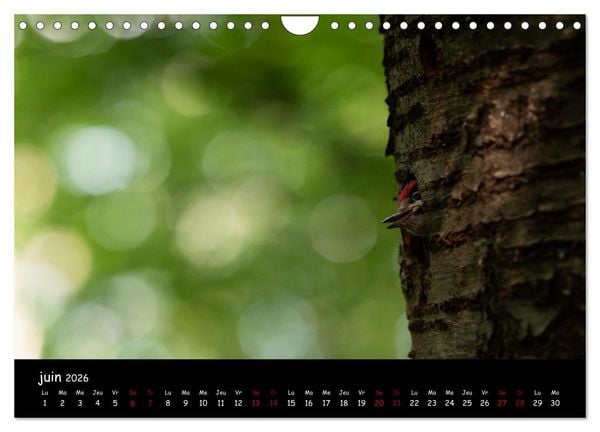 Produktbild: La nature pr&egrave;s de chez vous (Calendrier mural 2026 DIN A4 vertical), CALVENDO calendrier mensuel