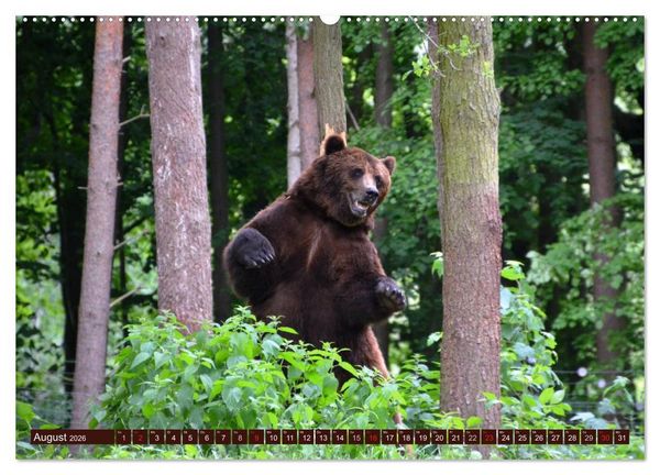 Produktbild: B&auml;ren. Unterwegs mit Meister Petz (hochwertiger Premium Wandkalender 2026 DIN A2 quer), Kunstdruck in Hochglanz