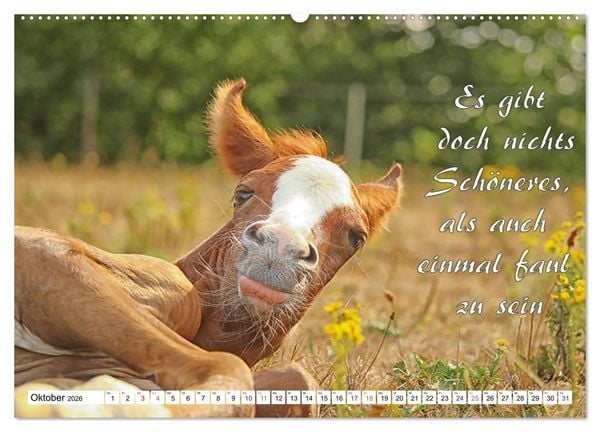 Produktbild: Tierbabies - Spruchkalender (hochwertiger Premium Wandkalender 2026 DIN A2 quer), Kunstdruck in Hochglanz