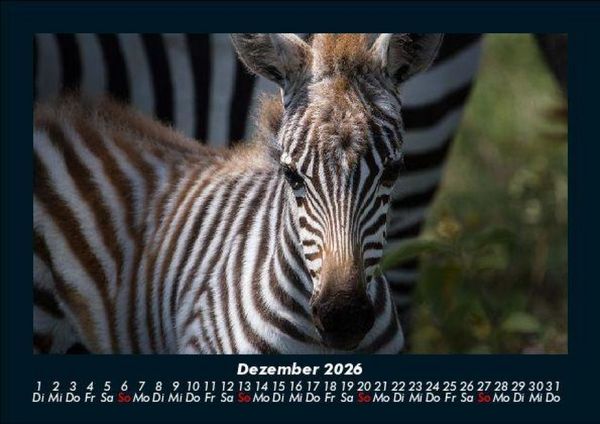 Produktbild: Zebrazauber 2026 Fotokalender DIN A5