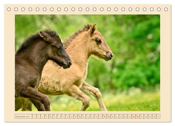 Produktbild: Fohlen, gl&uuml;cklich in der Herde (Tischkalender 2027 DIN A5 quer), CALVENDO Monatskalender