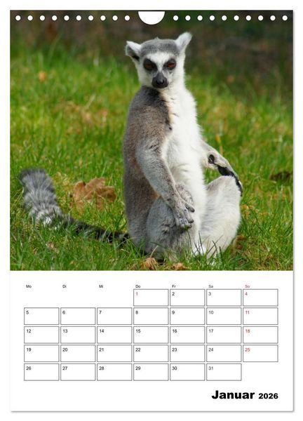 Produktbild: Katta Terminplaner (Wandkalender 2026 DIN A4 hoch), CALVENDO Monatskalender