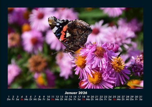 Produktbild: Bunte Pracht der Schmetterlinge 2026 Fotokalender DIN A4