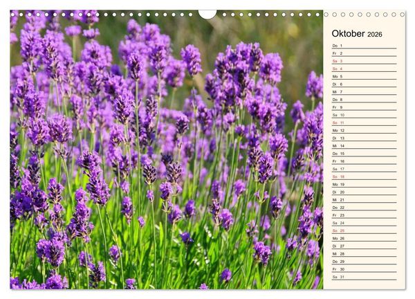 Produktbild: Lavendel (Wandkalender 2026 DIN A3 quer), CALVENDO Monatskalender
