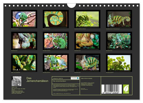 Produktbild: Das Jemencham&auml;leon (Wandkalender 2026 DIN A4 quer), CALVENDO Monatskalender