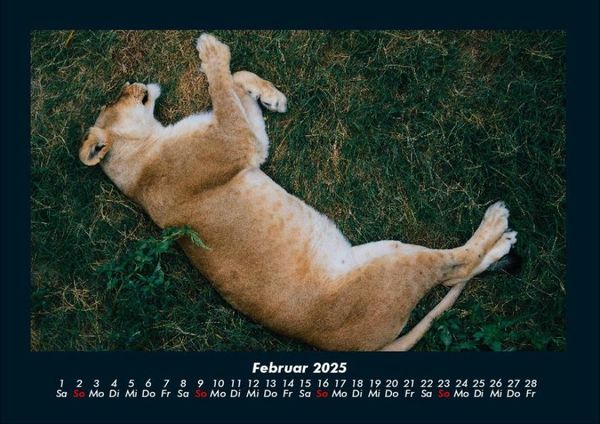 Produktbild: L&ouml;wen in der Wildnis 2025 Fotokalender DIN A4