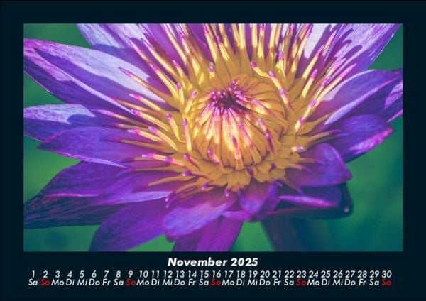 Produktbild: Blumentr&auml;ume 2025 Fotokalender DIN A5