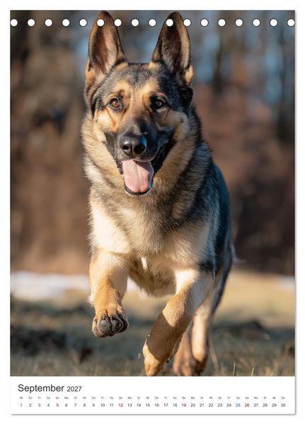 Produktbild: Seelenblick Sch&auml;ferhund (Tischkalender 2027 DIN A5 hoch), CALVENDO Monatskalender