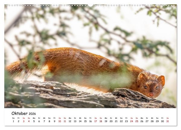 Produktbild: Afrikas kleine Stars (Wandkalender 2026 DIN A2 quer), CALVENDO Monatskalender