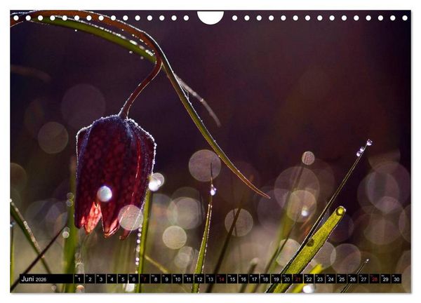 Produktbild: Die Schachbrettblume (Wandkalender 2026 DIN A4 quer), CALVENDO Monatskalender