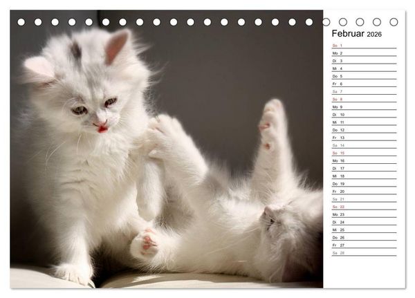 Produktbild: Aus der Kinderstube der Perserkatze (Tischkalender 2026 DIN A5 quer), CALVENDO Monatskalender