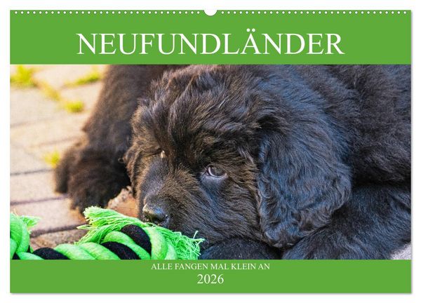 Neufundländer - Alle fangen mal klein an (Wandkalender 2026 DIN A2 quer), CALVENDO Monatskalender