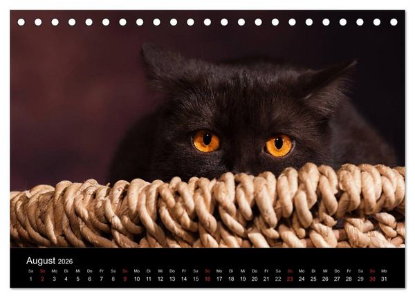Produktbild: Schokoladige Britisch Kurzhaar Katzen (Tischkalender 2026 DIN A5 quer), CALVENDO Monatskalender
