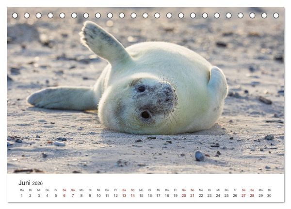 Produktbild: Junge Kegelrobben (Tischkalender 2026 DIN A5 quer), CALVENDO Monatskalender
