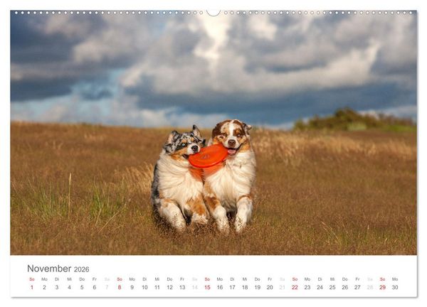 Produktbild: Australian Shepherd 2026 (Wandkalender 2026 DIN A2 quer), CALVENDO Monatskalender