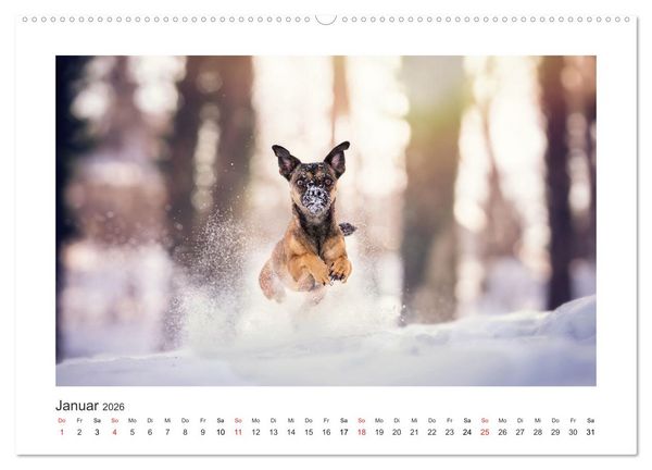 Produktbild: Herzenshunde 2026 (Wandkalender 2026 DIN A2 quer), CALVENDO Monatskalender
