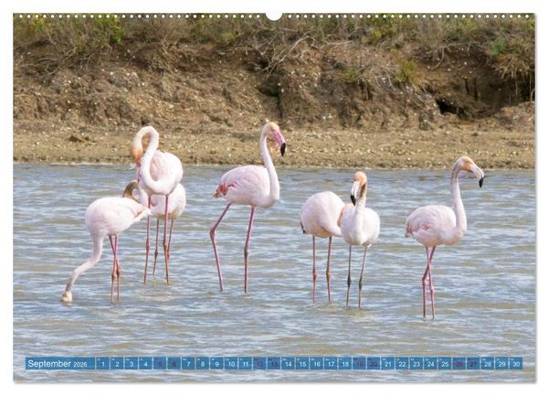 Produktbild: V&ouml;gel der Algarve (Wandkalender 2026 DIN A2 quer), CALVENDO Monatskalender