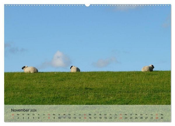 Produktbild: Schafe z&auml;hlen leicht gemacht! (Wandkalender 2026 DIN A2 quer), CALVENDO Monatskalender