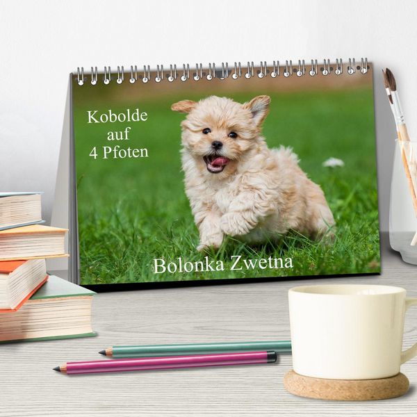 Produktbild: Kobolde auf 4 Pfoten - Bolonka Zwetna (Tischkalender 2026 DIN A5 quer), CALVENDO Monatskalender