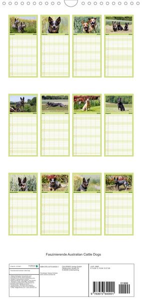 Produktbild: Familienplaner Faszinierende Australian Cattle Dogs (Wandkalender 2022 , 21 cm x 45 cm, hoch)