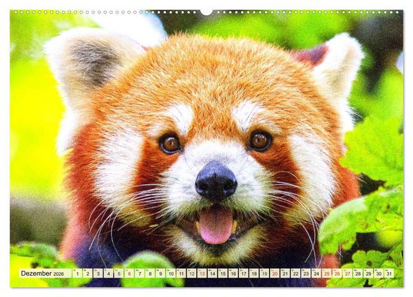 Produktbild: Roter Panda. Die superknuddeligen Katzenb&auml;ren (hochwertiger Premium Wandkalender 2026 DIN A2 quer), Kunstdruck in Hochglanz