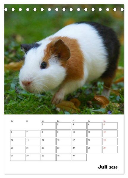 Produktbild: Meerschweinchen Terminplaner (Tischkalender 2026 DIN A5 hoch), CALVENDO Monatskalender