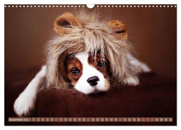 Produktbild: Der Welpenkalender - Cavalier King Charles Spaniel (Wandkalender 2026 DIN A3 quer), CALVENDO Monatskalender