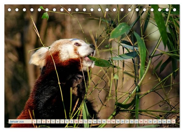 Produktbild: Kleiner Panda auf Entdeckungstour (Tischkalender 2026 DIN A5 quer), CALVENDO Monatskalender