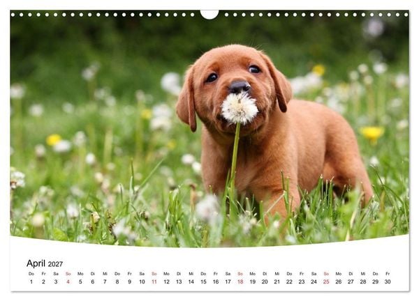 Produktbild: Labrador Welpen - Labrador Puppies (Wandkalender 2027 DIN A3 quer), CALVENDO Monatskalender
