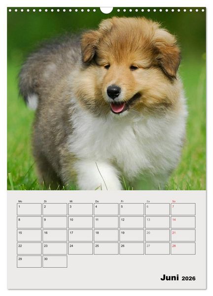 Produktbild: Collies - Freunde f&uuml;r&acute;s Leben (Wandkalender 2026 DIN A3 hoch), CALVENDO Monatskalender