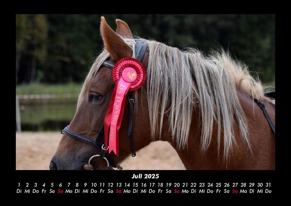 Produktbild: Pferde Kalender 2025 Fotokalender DIN A3