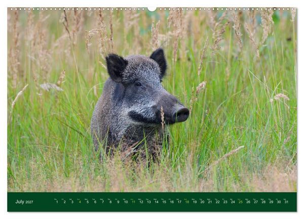 Produktbild: Wild Boars (Wall Calendar 2027 DIN A2 landscape), CALVENDO 12 Month Wall Calendar
