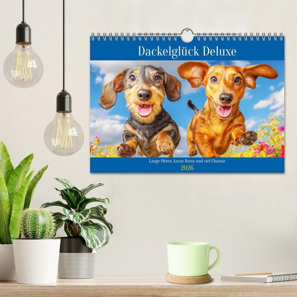 Produktbild: Dackelgl&uuml;ck Deluxe. Lange Ohren, kurze Beine und viel Charme (Wandkalender 2026 DIN A4 quer), CALVENDO Monatskalender
