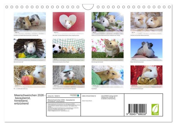 Produktbild: Meerschweinchen 2026 - bezaubernd, hinrei&szlig;end, entz&uuml;ckend (Wandkalender 2026 DIN A4 quer), CALVENDO Monatskalender