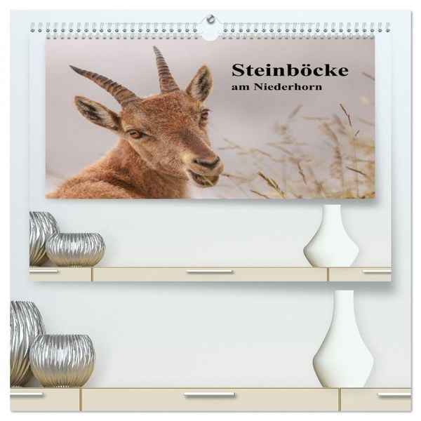 Steinböcke am Niederhorn (hochwertiger Premium Wandkalender 2025 DIN A2 quer), Kunstdruck in Hochglanz