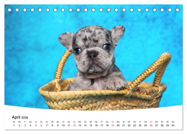 Produktbild: Bullys - Franz&ouml;sische Bulldoggen 2026 (Tischkalender 2026 DIN A5 quer), CALVENDO Monatskalender